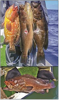 Species delineation and hybrid identification using diagnostic nuclear markers for Mediterranean groupers Epinephelus marginatus and Mycteroperca rubra